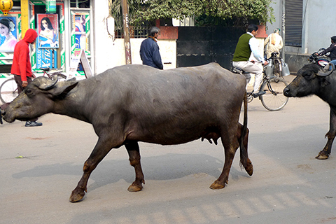 Streets of Varanasi. Buffalo