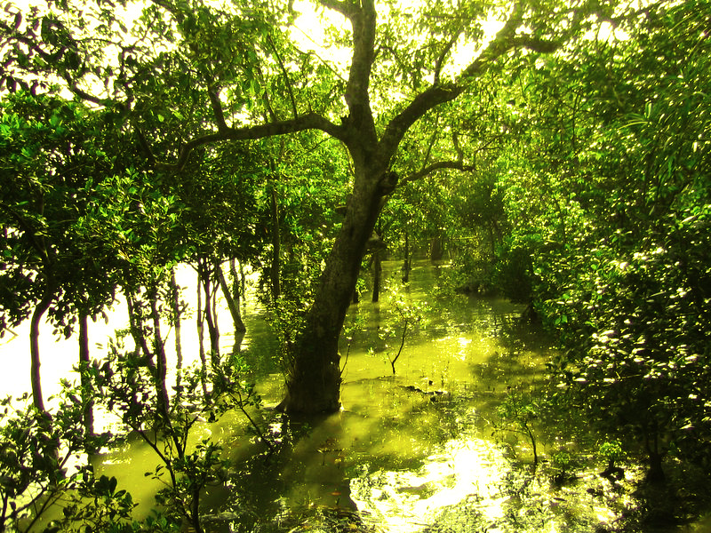 Национальный парк Сундарбан (штат Западная Бенгалия)