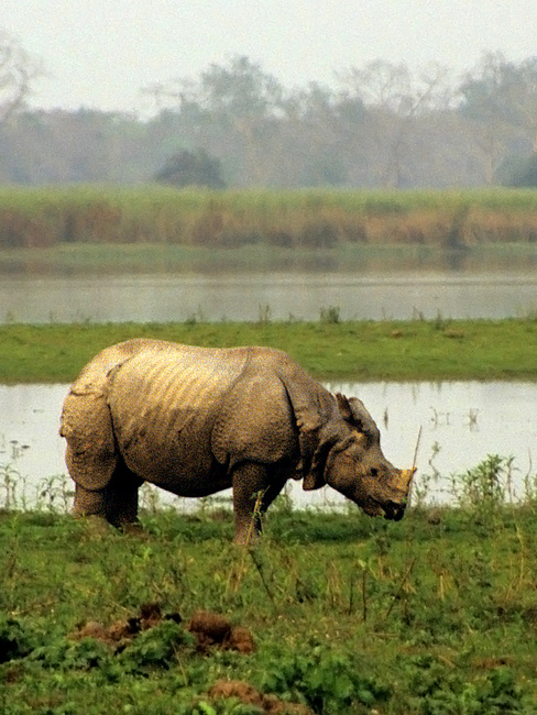 Национальный парк Казиранга (штат Ассам)